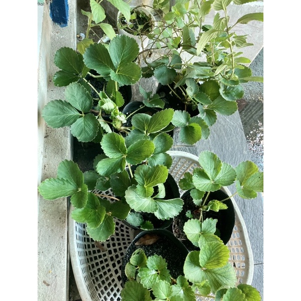 Combo 2 Dâu Tây Nhật lùn siêng hoa trái cây trưởng thành-cấy mô