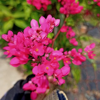 Chậu cây giống dây leo hoa tigon - Summer Garden