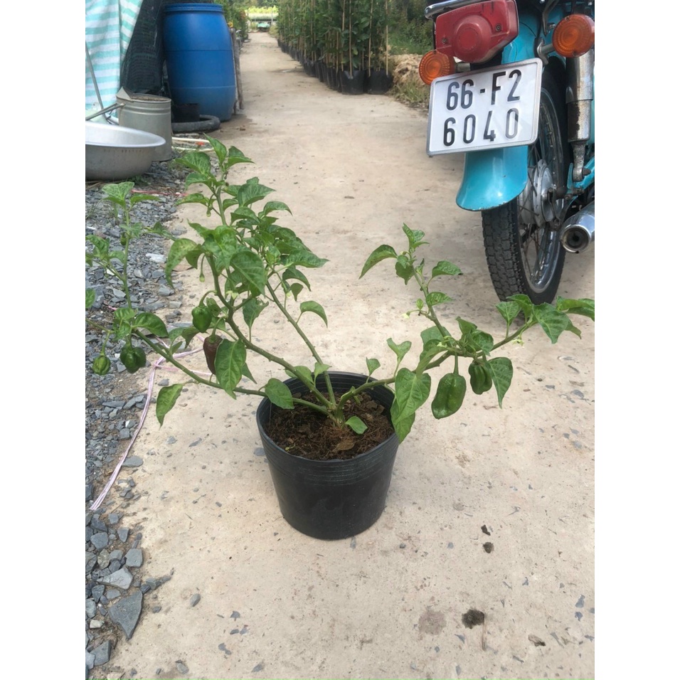 Cây đang sẵn trái - Ớt Habanero cho trái siêu cay