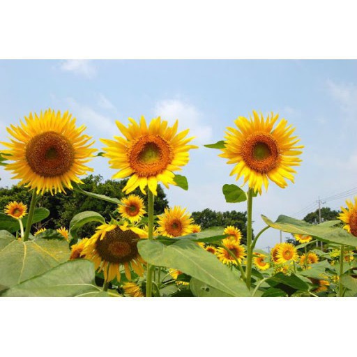 Hạt Giống Hoa Hướng Dương Cao