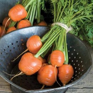 Hạt giống Cà Rốt Tròn trồng chậu Pháp