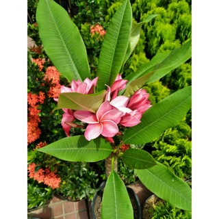 Cây 🌲 Sứ đại hồng ...ấn độ