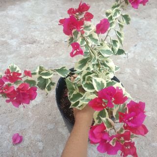 Cây 🌲 Giấy Cẩm Thach ( màu hồng)
