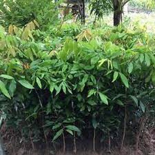 CÂY NHÃN GIỐNG CÁC LOẠI ( cây khỏe lớn nhanh, ra quả đẹp)