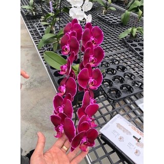 [GIÁ SỐC ] HOA LAN HỒ ĐIỆP 2,3 NGỒNG hoa đại cây to khoẻ ( có cả cây giống )
