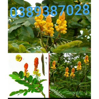 lá muồng trâu,1kg