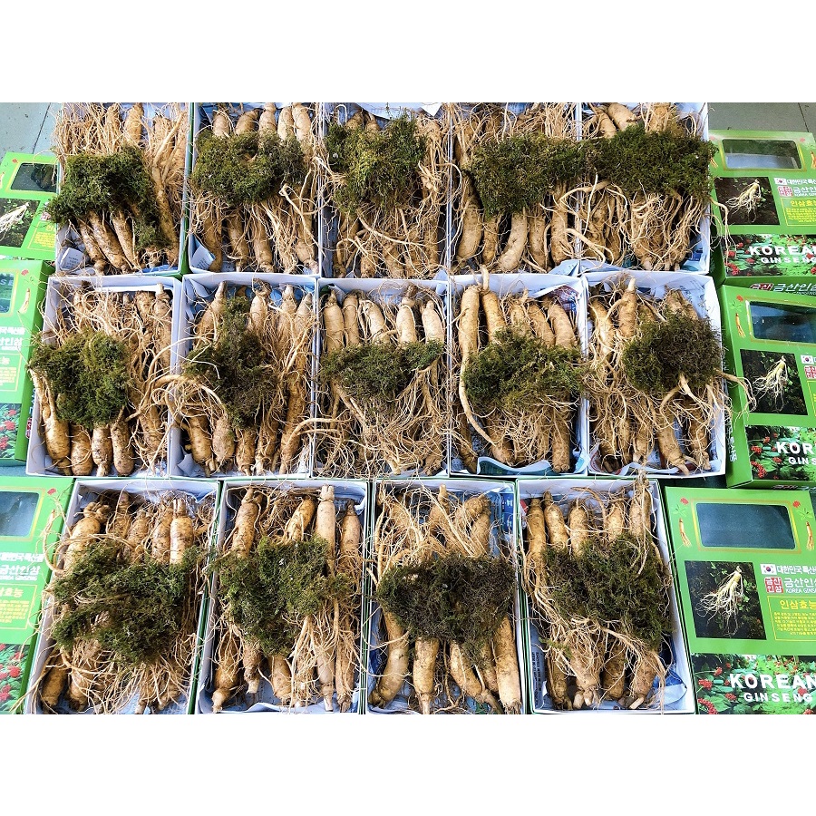 Nhân sâm tươi 185.000/1 củ size sâm 10-11 củ/kg Hàn Quốc