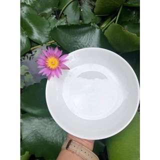 Dĩa sứ 8 inch