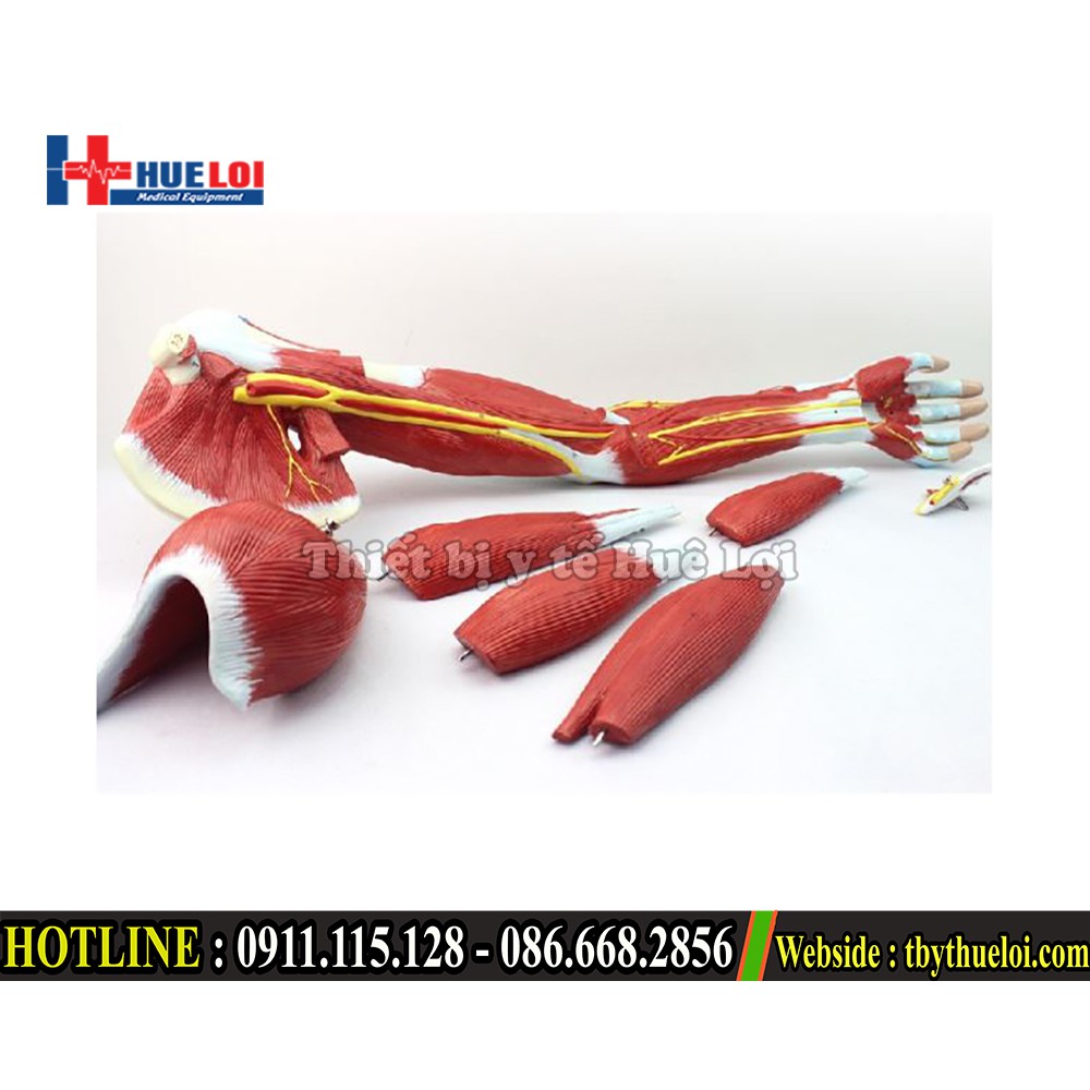 Bộ mô hình giải phẫu cơ và thần kinh chi trên - Mô hình giải phẫu cơ tay