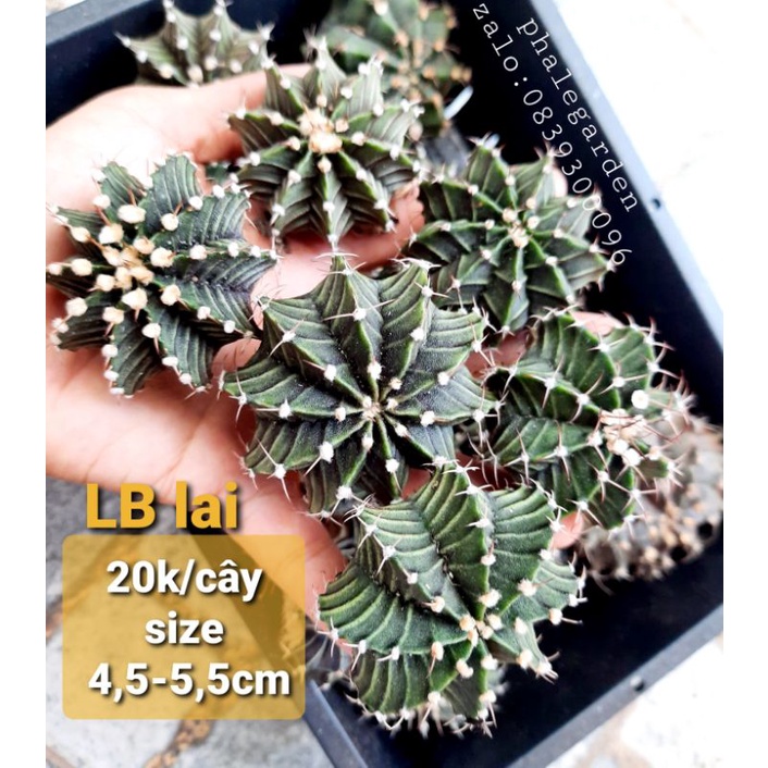 Xương rồng Lb lai đẹp size 4-5,5cm