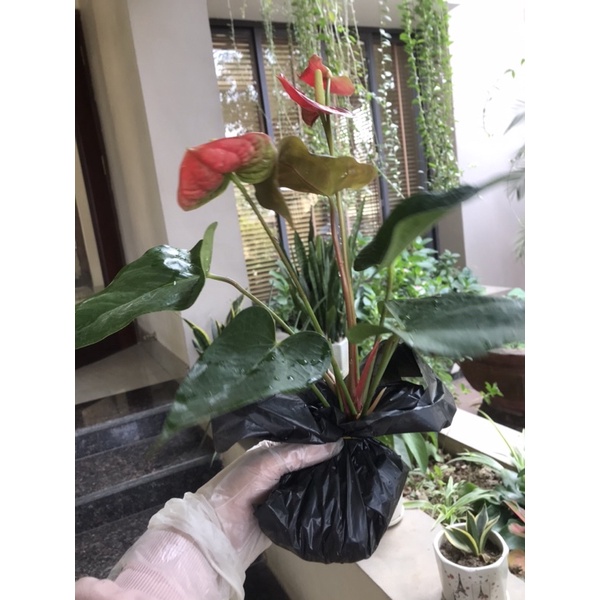 Cây hồng môn đỏ mang lại thịnh vượng, may mắn