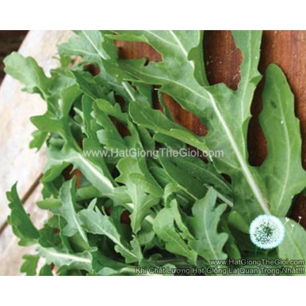 1000h Hạt Giống Arugula Rocket Lá Chẻ Pro (B1.303| C19*W50)