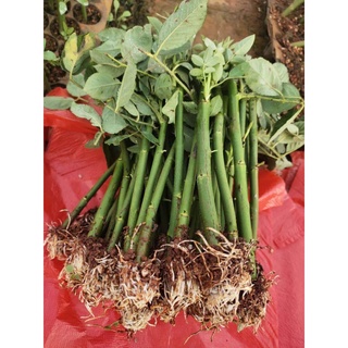 kích rễ cực mạnh