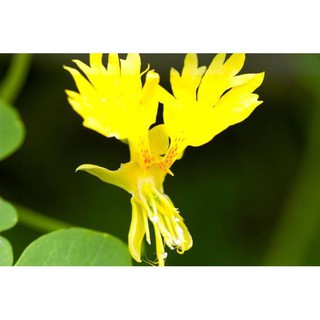 Hạt Giống Hoa Cánh Phượng