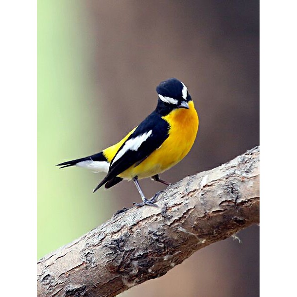 Cám Chim Di Cư BIRDFOODS