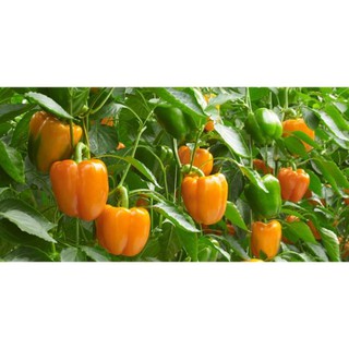 [Big Sale] Hạt giống ớt chuông cam