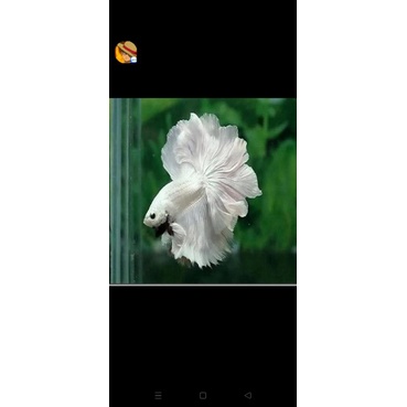 BETTA Đuôi Xòe Siêu Đẹp giao ngẫu nhiên-2Con trống tặng thức ăn