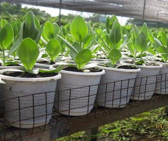 Hạt giống hoa cát tường mix - 5 hạt