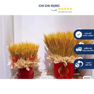 COMBO SÉT 100 BÔNG LÚA MẠCH VÀNG SIÊU ĐẸP