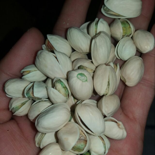 Hạt dẻ cười