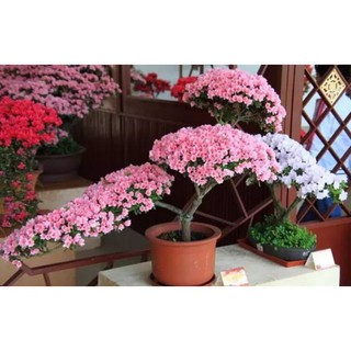 CÂY GIỐNG HOA ĐỖ QUYÊN NHẬT BẢN ĐỦ MÀU(10 MÀU) + Tặng 01 cây dâu da đất( bòn bon)