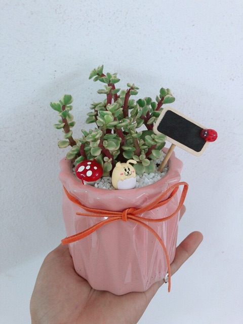 Sen đá Đô la trắng