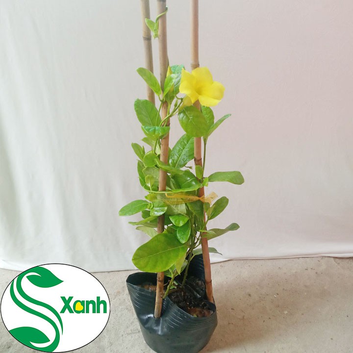 Cây Leo Huỳnh Đệ Vàng