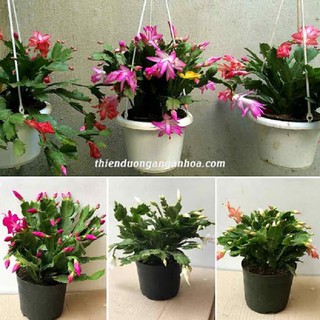 Hoa lan càng cua – cây TIỂU QUỲNH -Hoa đẹp độc đáo gửi đi nguyên chậu