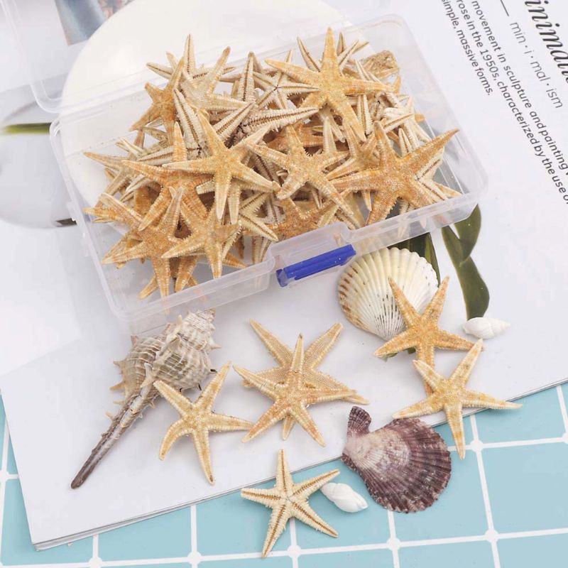 Hộp sao biển thật bằng resin epoxy dùng cho trang trí 1-5cm