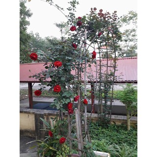 Com bo 4 cây giống hoa hồng leo pháp, có 20 mặt hoa