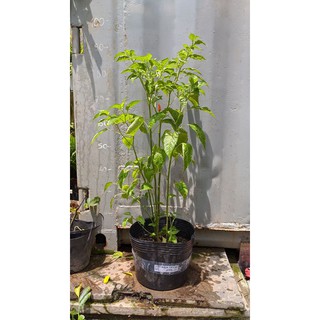 Ớt xiêm trắng đang trái