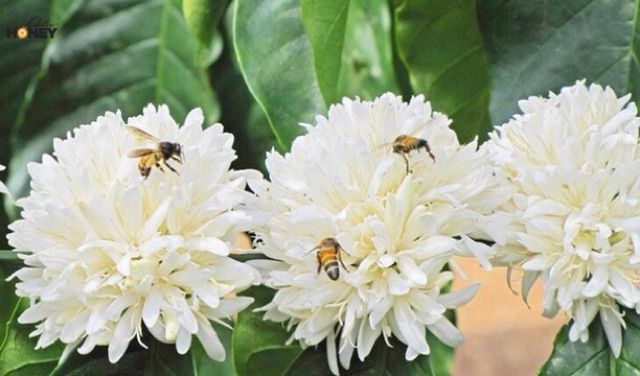 Mật ong nguyên chất 5Lít Tây Nguyên