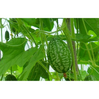 Hạt giống Dưa hấu mini