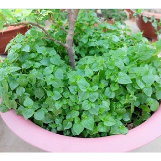 0.5Gram Hạt giống rau càng cua