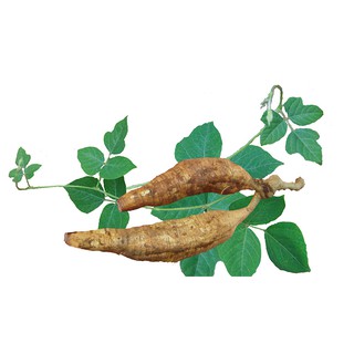 BẦU SẮN DÂY GIỐNG