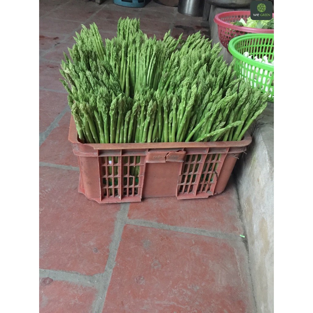 Hạt giống Măng Tây Xanh nảy mầm cao, bổ dưỡng - Shop có bán cây giống măng tây cao tới 50cm