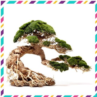 [ Rẻ ] Lũa Bonsai mini cho bể cá thủy sinh 25x20