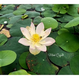 Củ sen mini Keelin