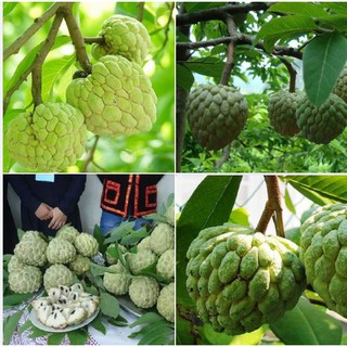 Hạt giống cây ăn trái na dai Lạng Sơn -10 hạt