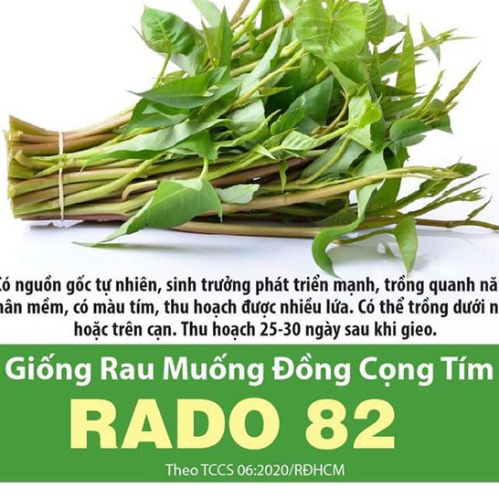 Rado Rau Muống Đồng Cọng Tím Rạng Đông 82 Gói 10g, Nảy Mầm Tốt