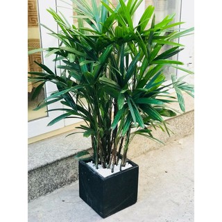 Cây Trúc Mây ( loại lớn )