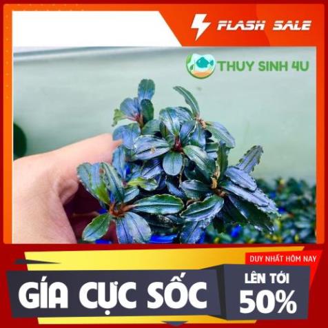 Cây Bucep thủy sinh nhiều ngon - lá nước màu đỏ tím - SUN AQUARIUM