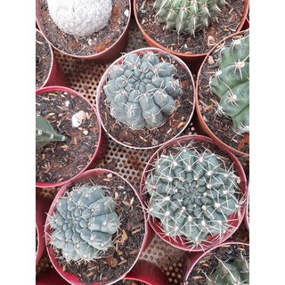 Xương rồng thần long size trung 7cm