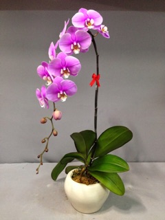 10 Que cắm Lan Hồ điệp 80cm