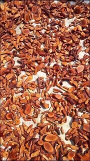 Combo 3 kg cây mú từn