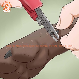 Kềm cắt móng cho chó nhập khẩu từ Mỹ