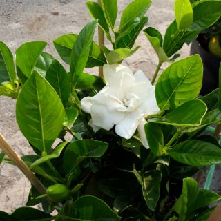 Hoa lài Thiên Hương