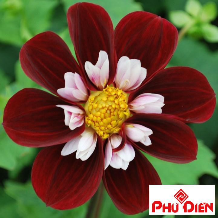 Hạt giống hoa thược dược kim cương 40 hạt  PHÚ ĐIỀN