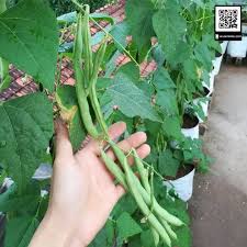 ( HOT ) Hạt giống cove leo giàn gói 50gr,  đậu cove xanh