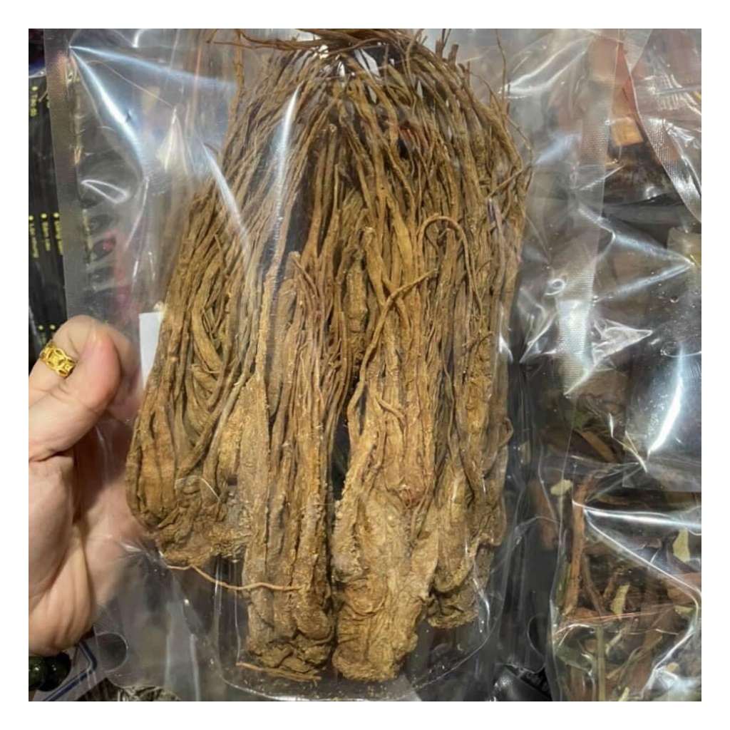 Sâm Đương Quy Khô Hàng Nguyên Củ To Đẹp  Hỗ Trợ Phong Thấp, Thiếu Máu, Huyết Áp Thấp Và Bồi Bổ Cơ Thể | BigBuy360 - bigbuy360.vn